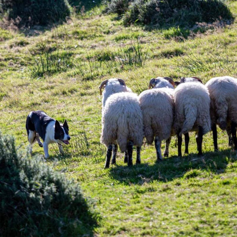 A sheepdog guiding sheep