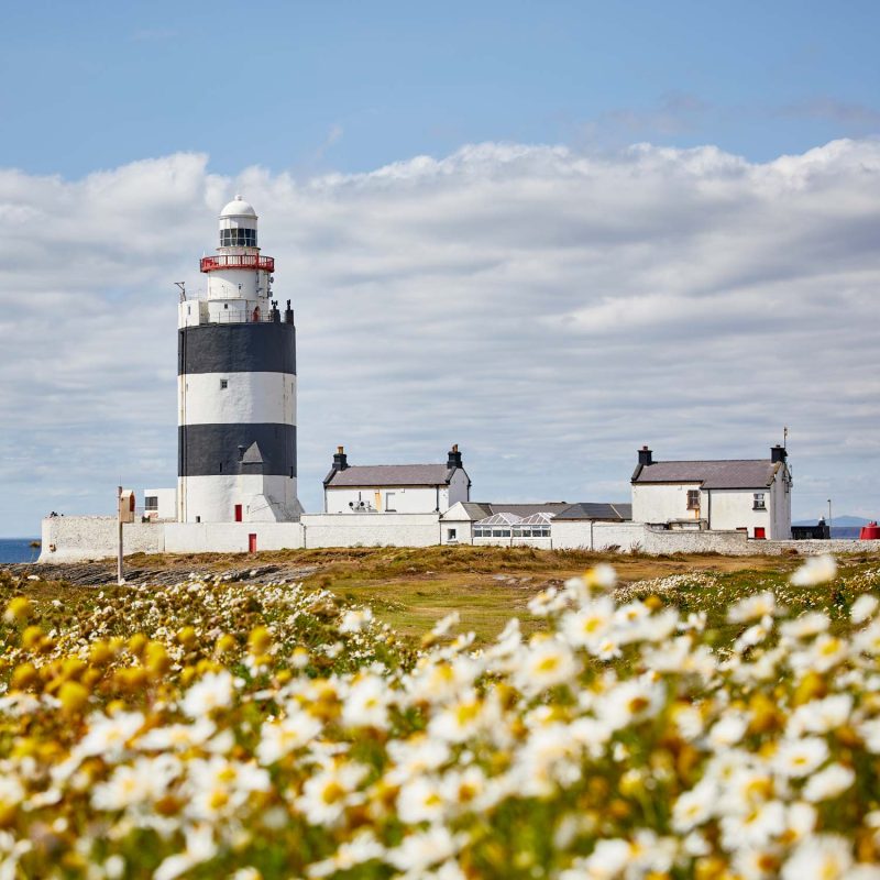 Hook lighthouse with flowers in the foreground