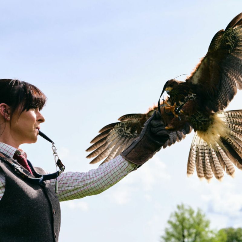 Hawkeye Falconry