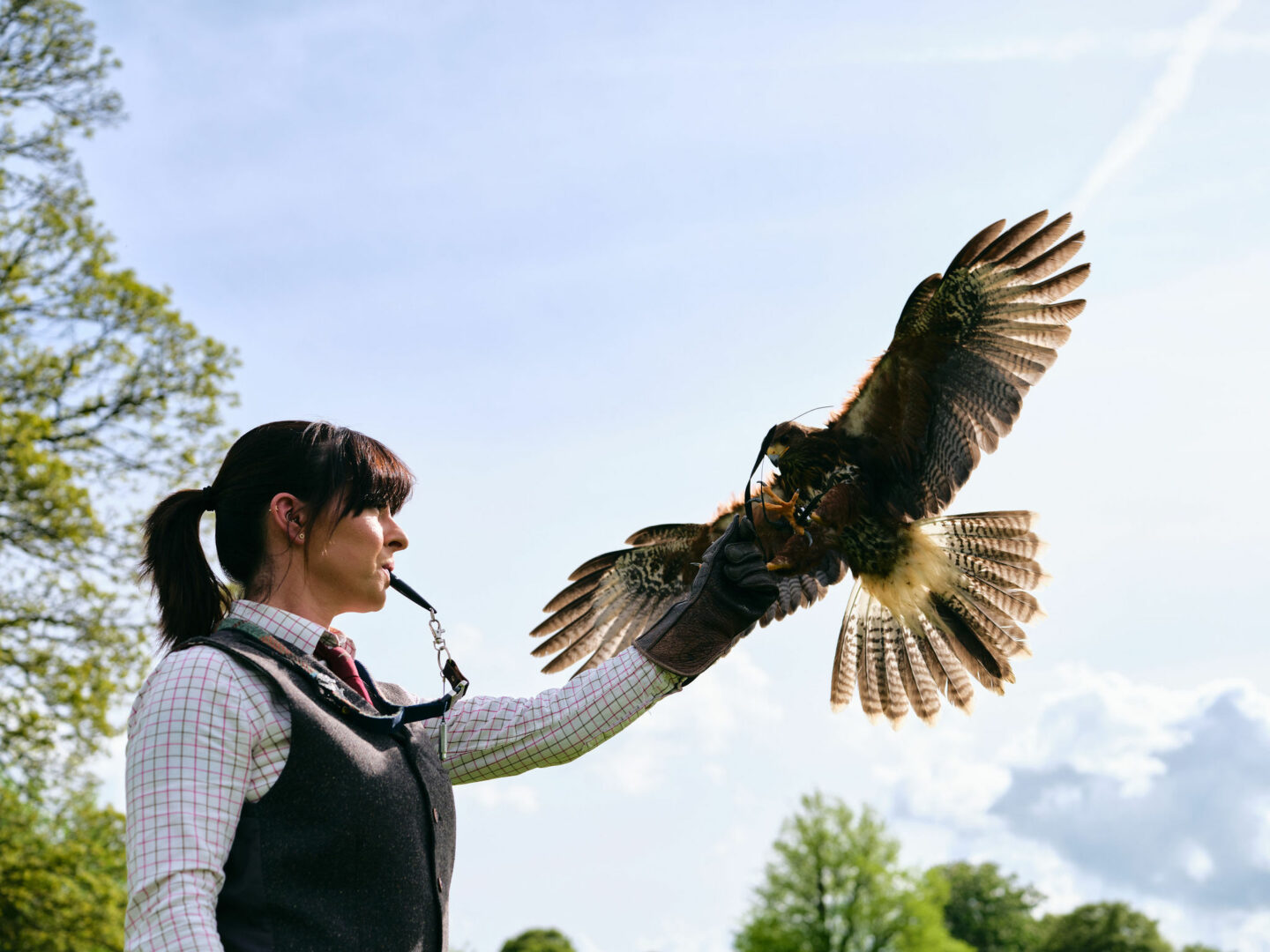 Hawkeye Falconry