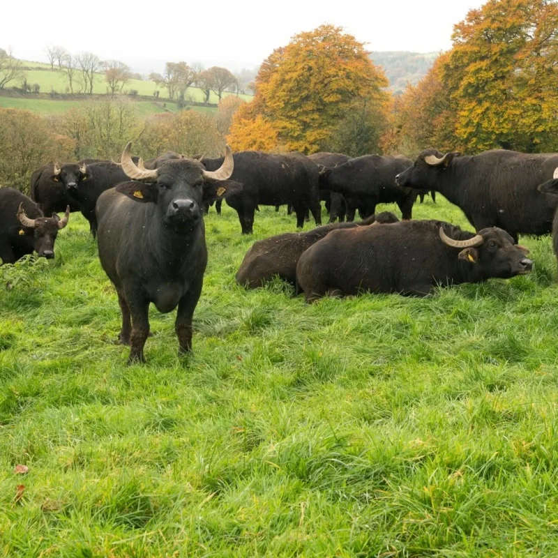 Buffalo in Ireland