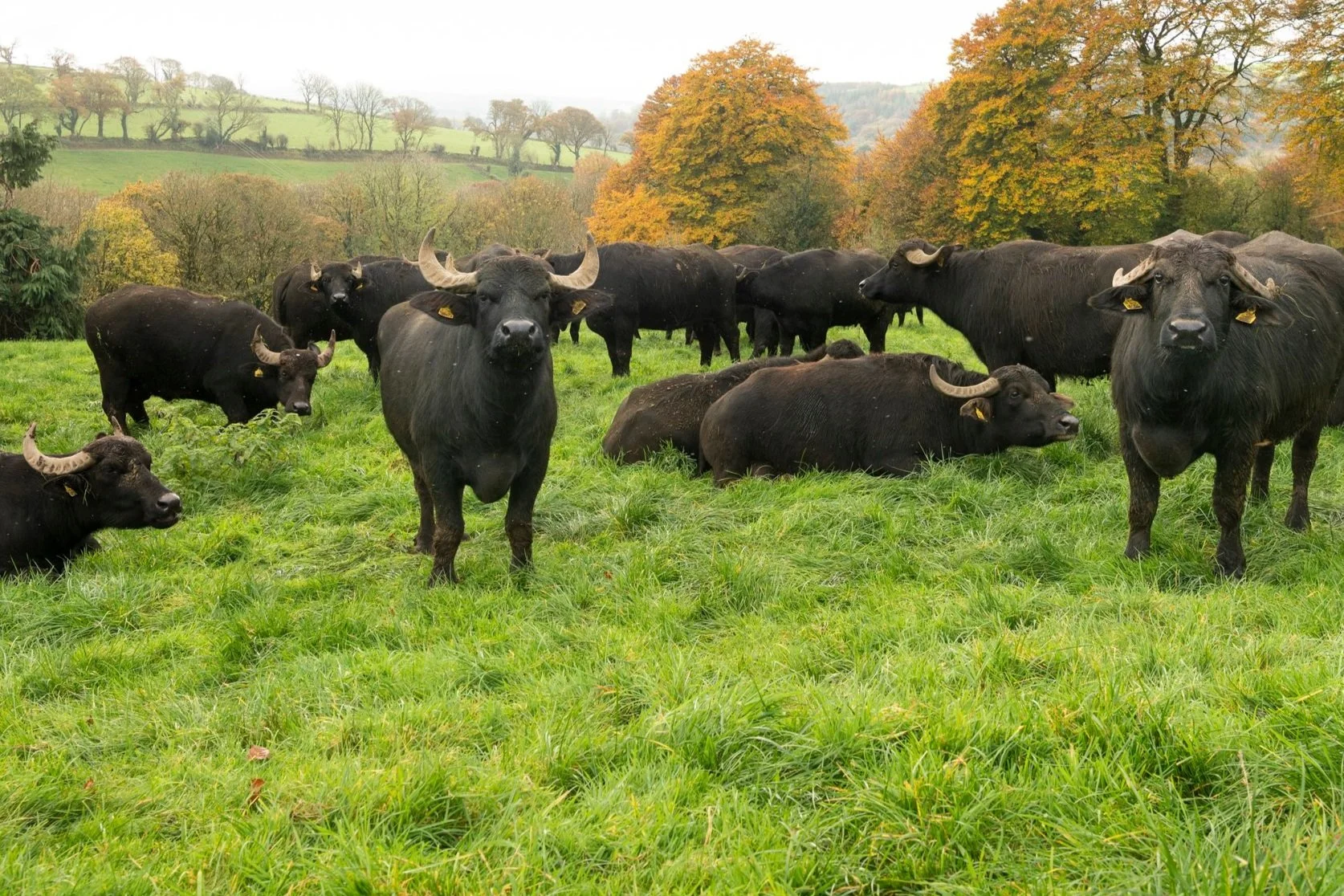 Macroom Buffalo Farm