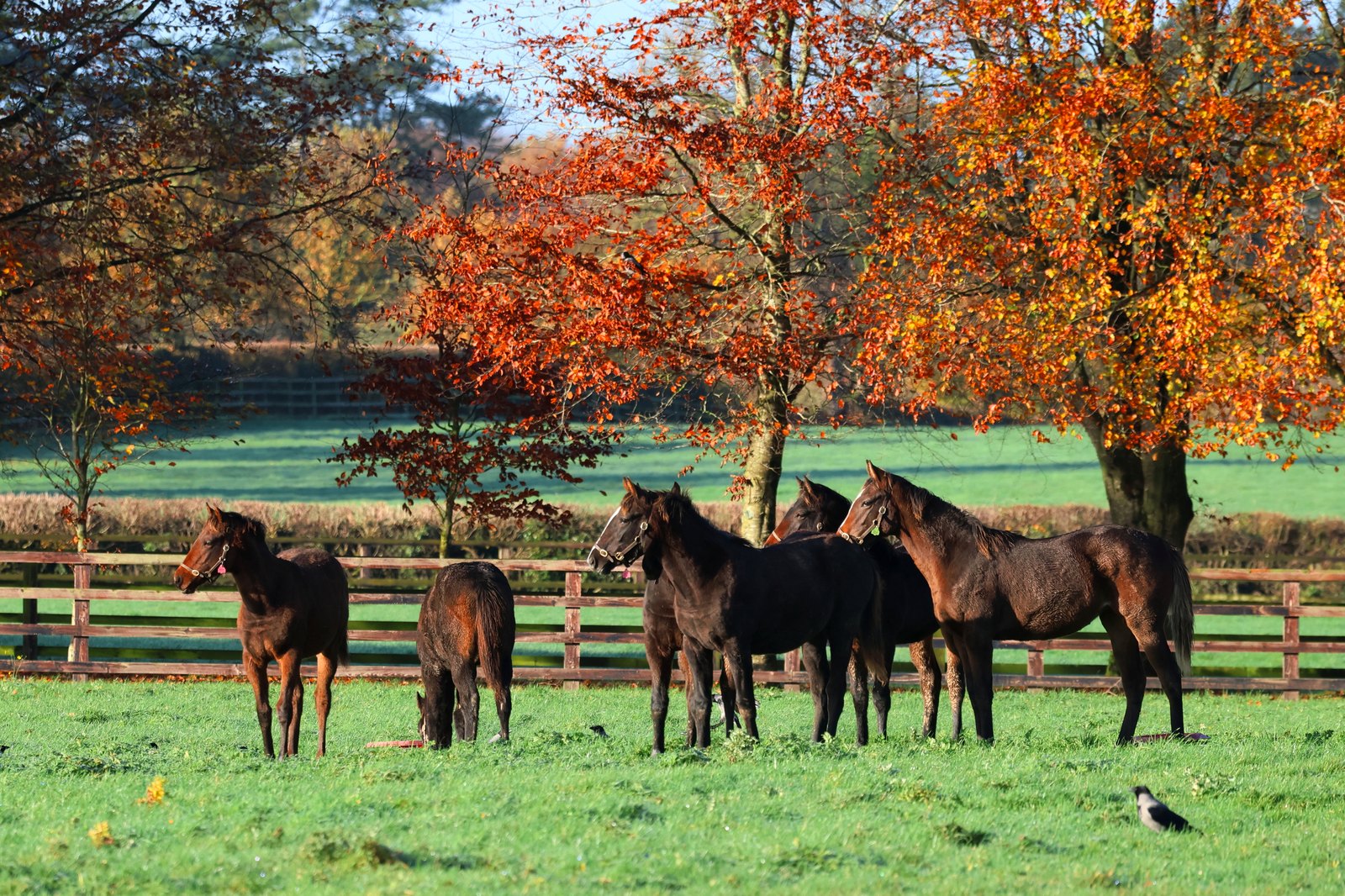 Irish National Stud