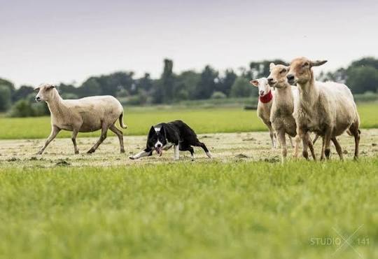Sheepdog in action